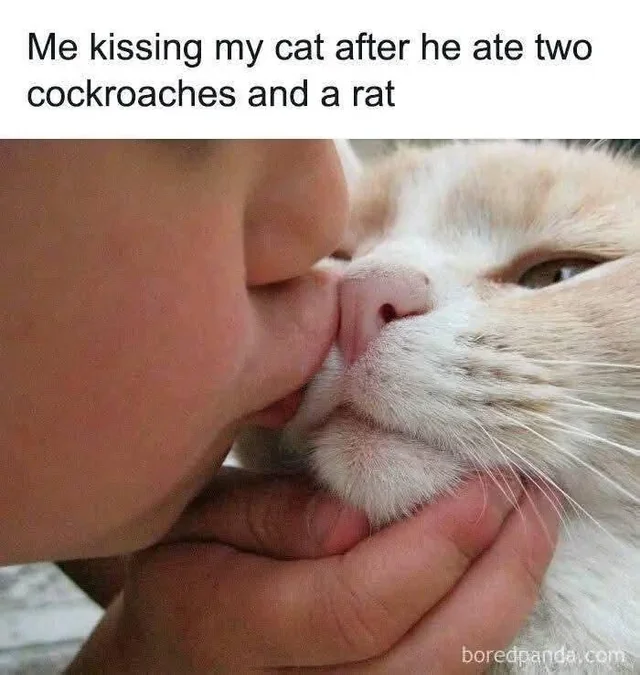 Cat Memes - Giggle Memes