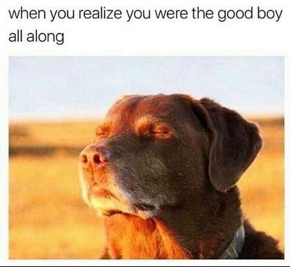 Animal Dog Memes - Giggle Memes