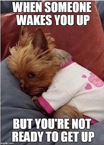 Animal Dog Memes - Giggle Memes