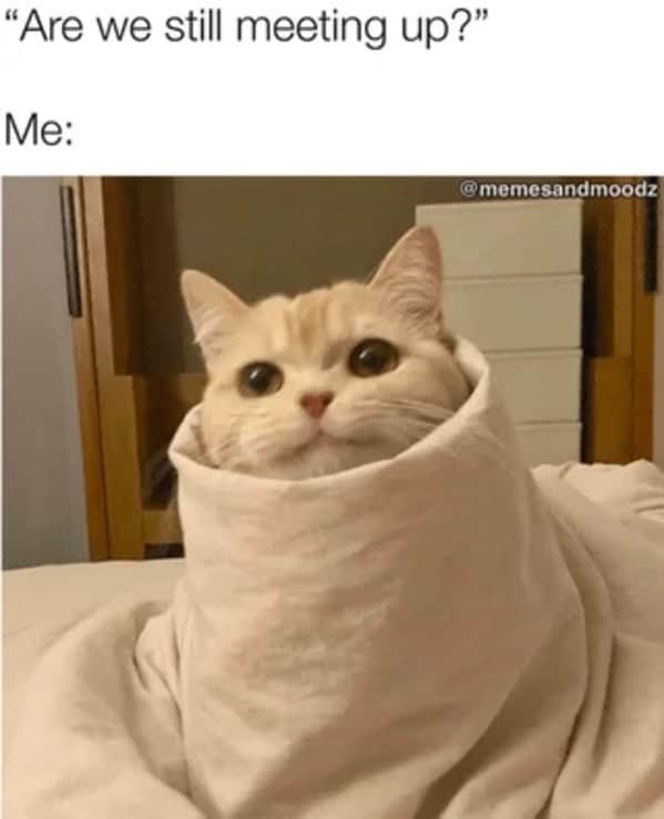 Cat Memes - Giggle Memes