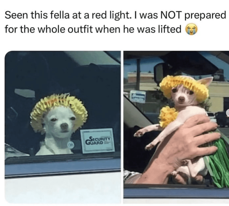 Animal Dog Memes - Giggle Memes
