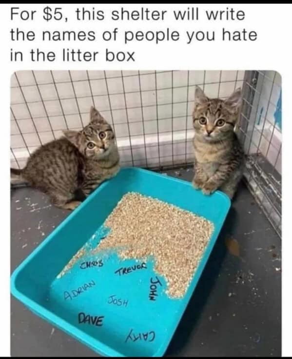 Cat Memes - Giggle Memes