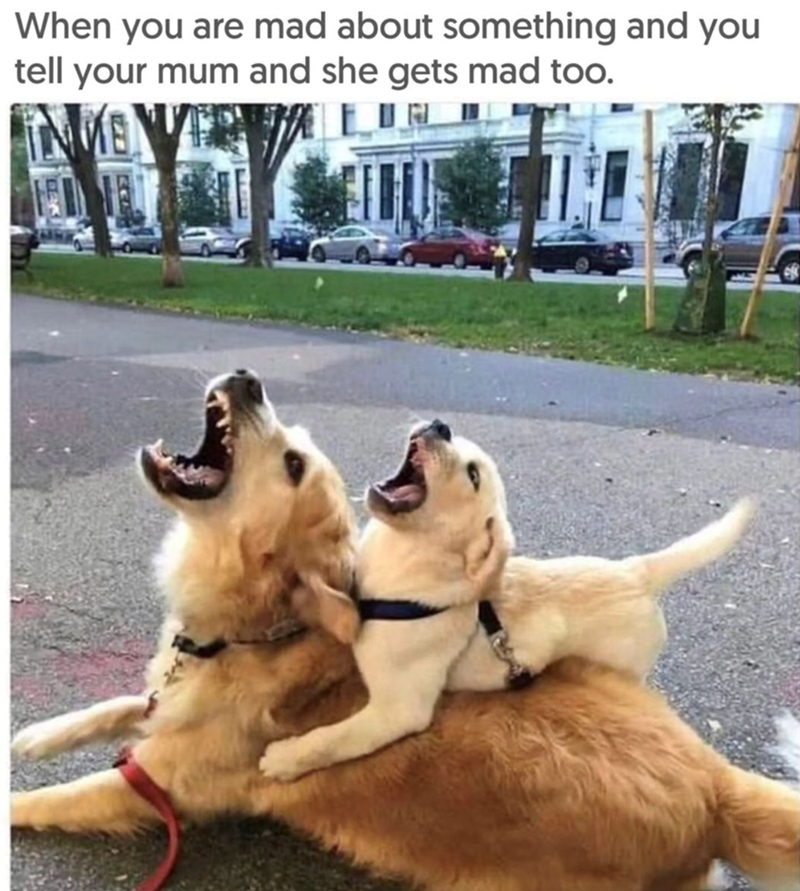 Animal Dog Memes - Giggle Memes
