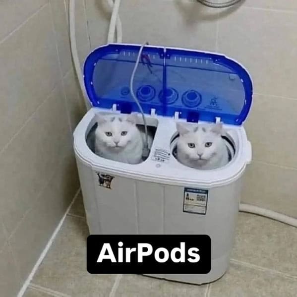 Cat Memes - Giggle Memes