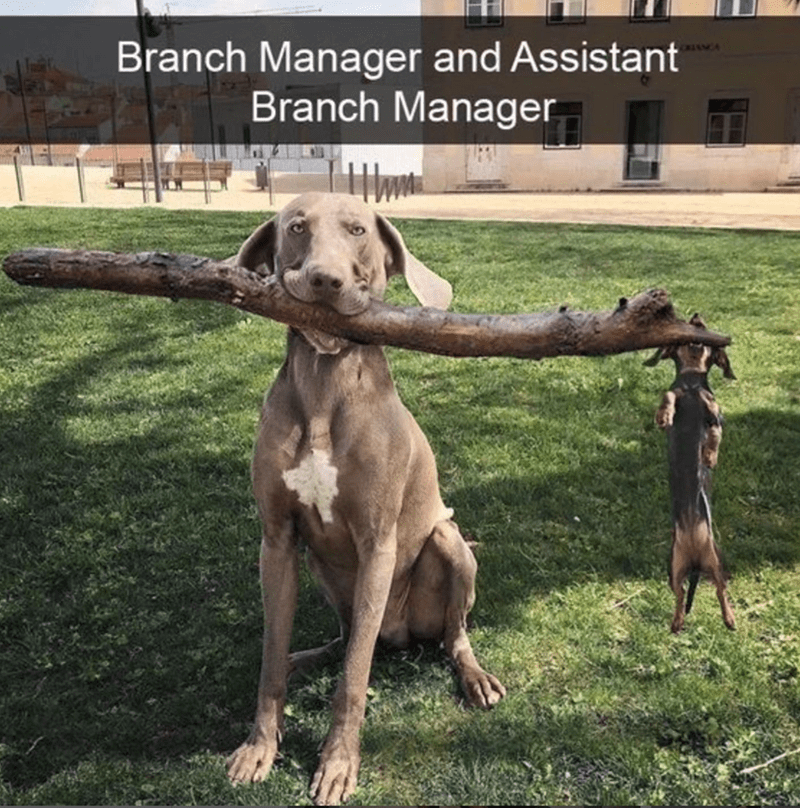 Animal Dog Memes - Giggle Memes