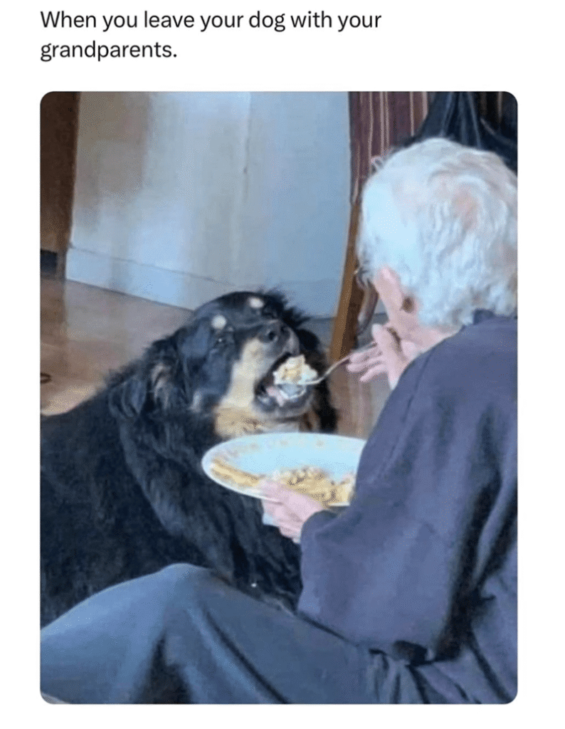 Animal Dog Memes - Giggle Memes