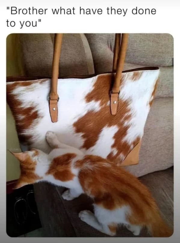 Cat Memes - Giggle Memes
