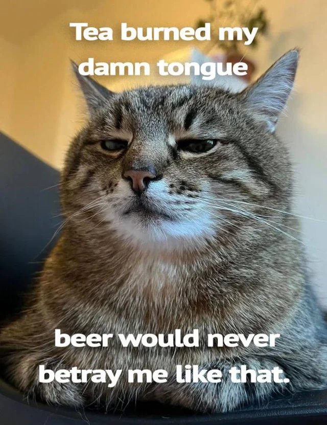 Cat Memes - Giggle Memes