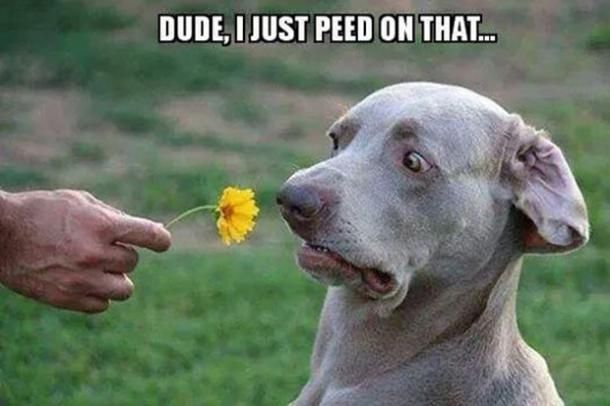 Animal Dog Memes - Giggle Memes