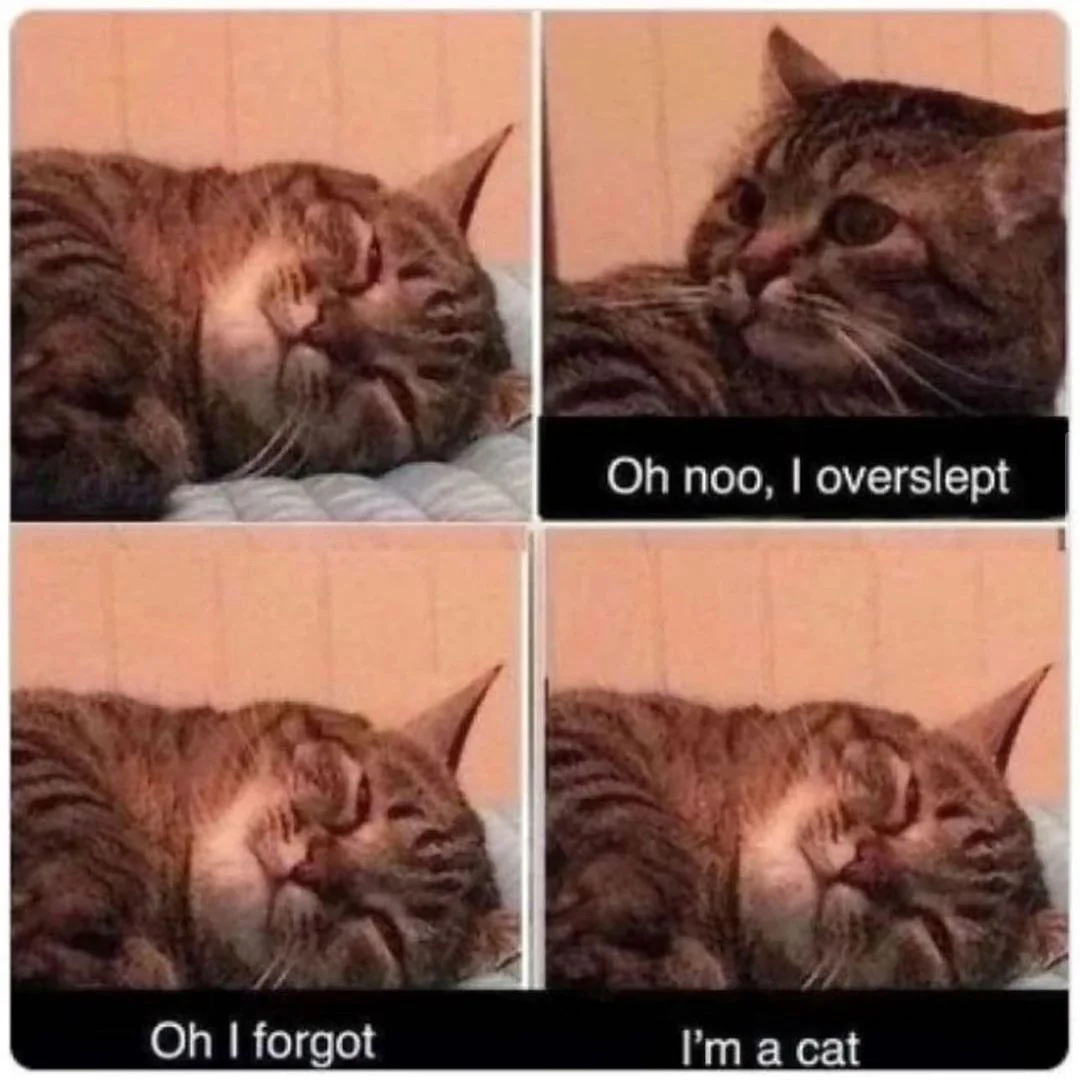 Cat Memes - Giggle Memes