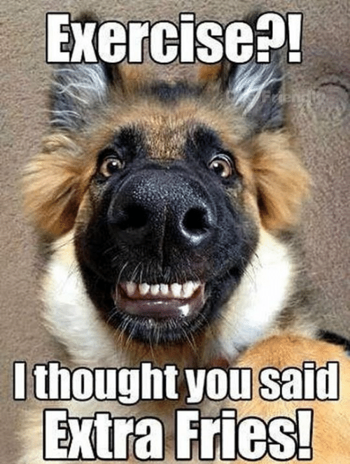 Animal Dog Memes - Giggle Memes