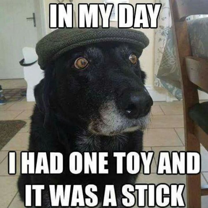 Animal Dog Memes - Giggle Memes
