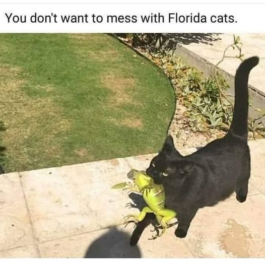 Cat Memes - Giggle Memes