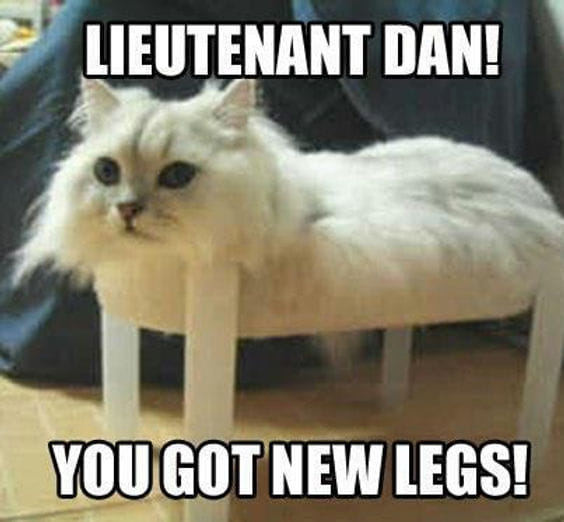 Cat Memes - Giggle Memes
