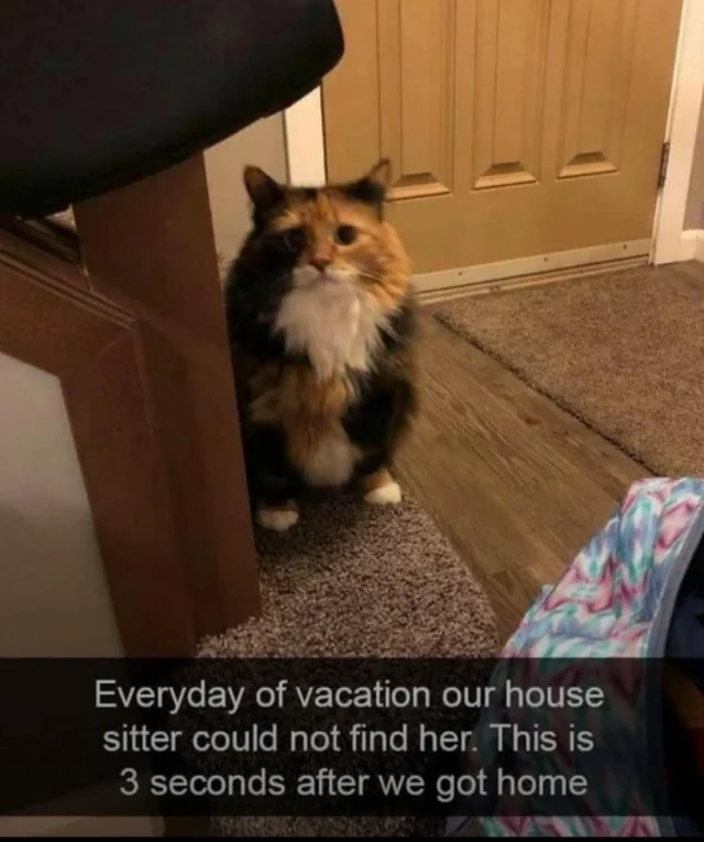 Cat Memes - Giggle Memes