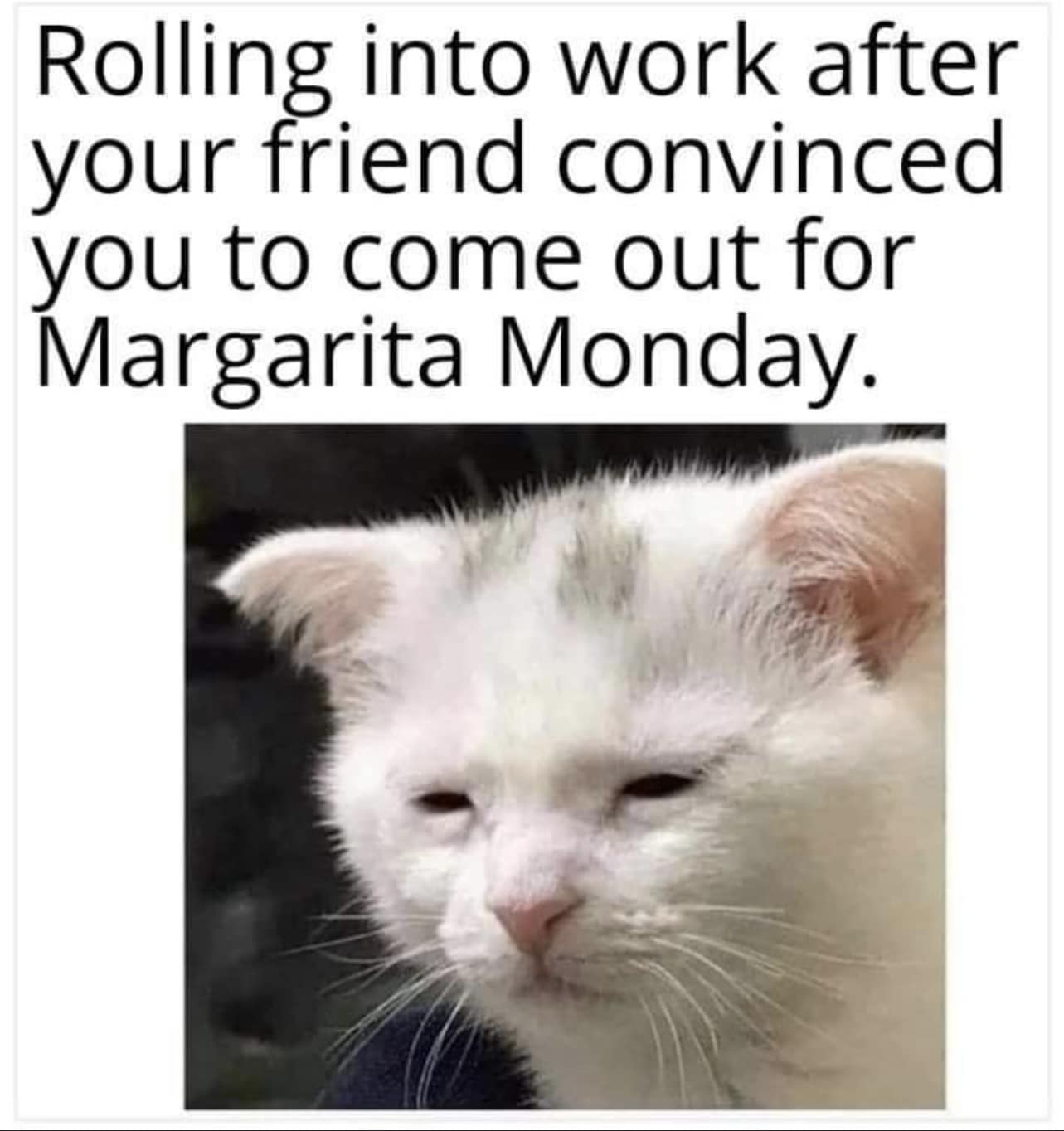 Cat Memes - Giggle Memes