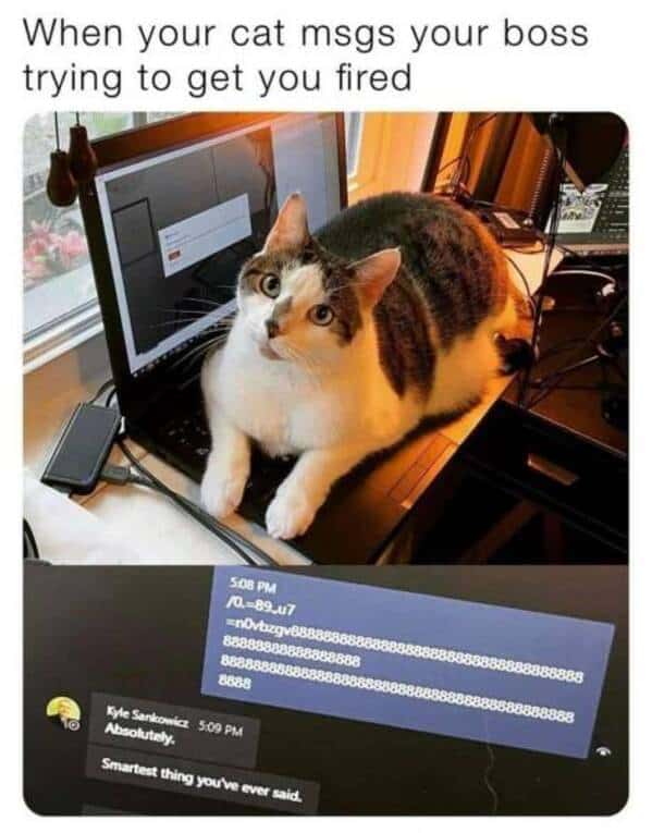 Cat Memes - Giggle Memes