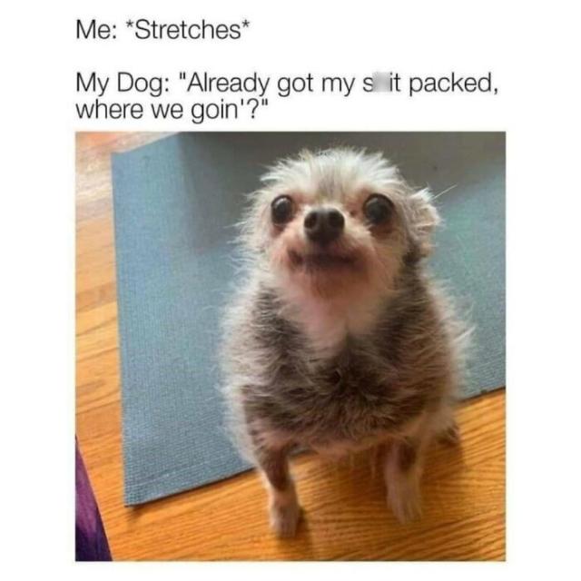 Animal Dog Memes - Giggle Memes