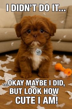 Animal Dog Memes - Giggle Memes