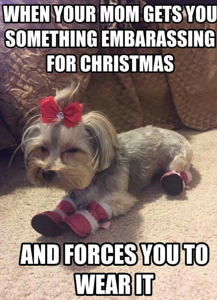 Animal Dog Memes - Giggle Memes