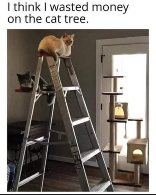 Cat Memes - Giggle Memes
