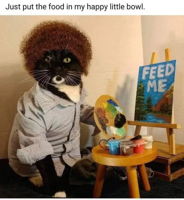 Cat Memes - Giggle Memes
