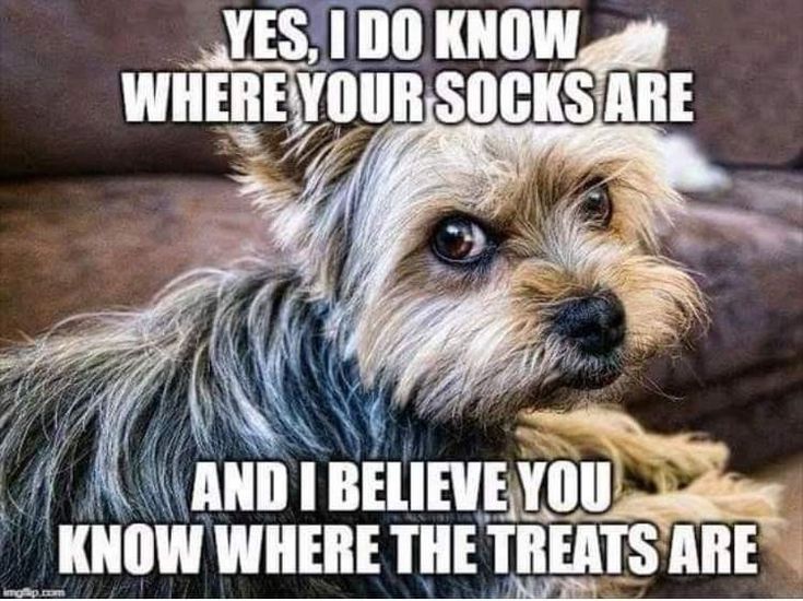 Animal Dog Memes - Giggle Memes