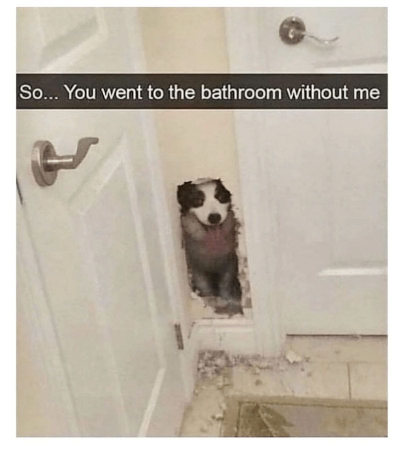 Animal Dog Memes - Giggle Memes