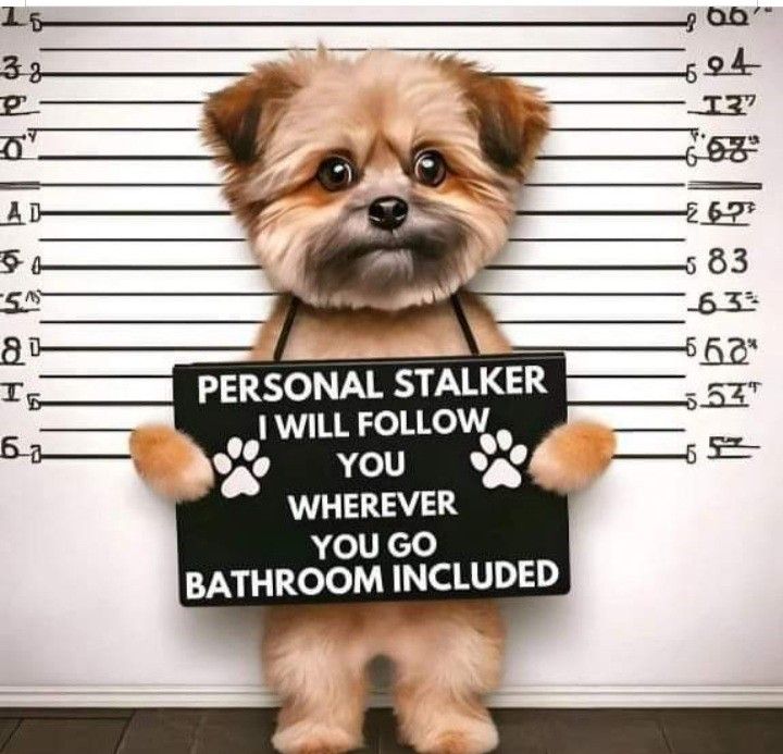 Animal Dog Memes - Giggle Memes