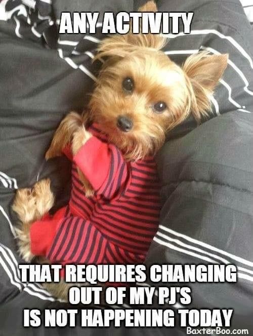 Animal Dog Memes - Giggle Memes