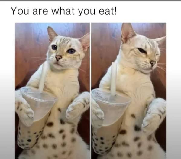 Cat Memes - Giggle Memes