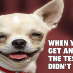 Animal Dog Memes - Giggle Memes