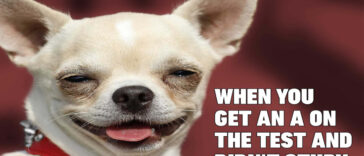 Animal Dog Memes - Giggle Memes