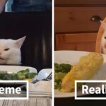 Giggle Memes - Animal Memes - Cat Memes